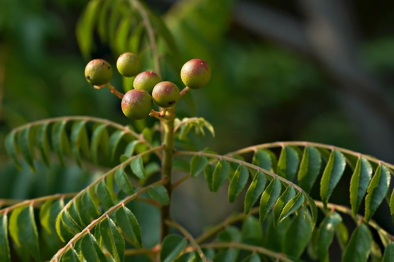 Plants or Seeds